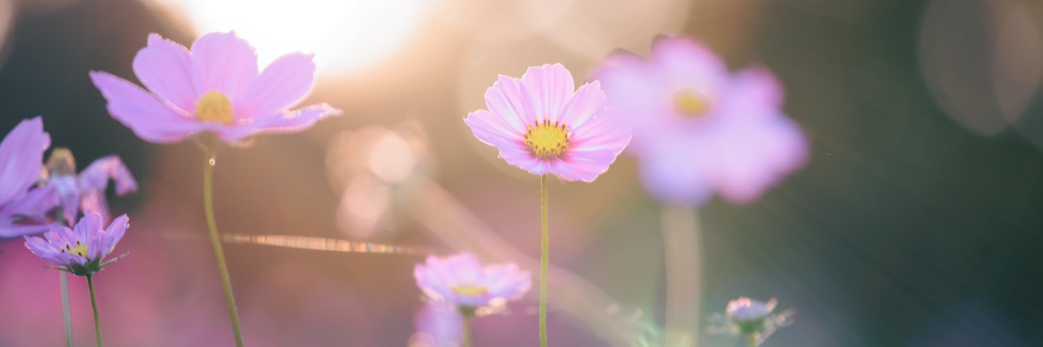 chamikoko's profile banner image