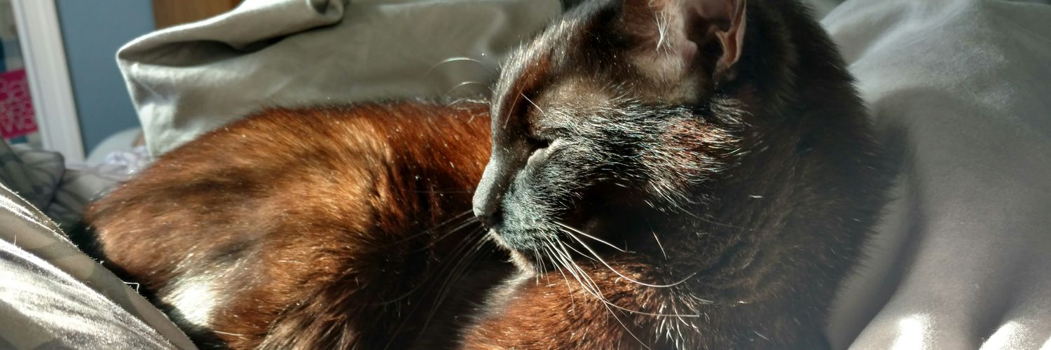 schmemybops's profile banner image