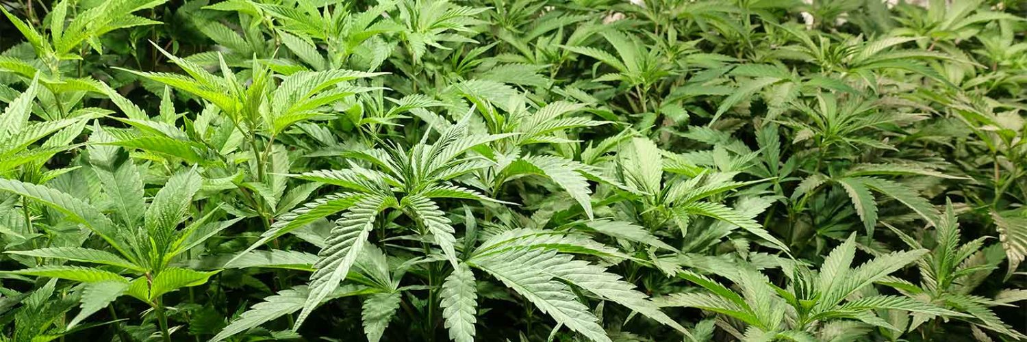 ShopMarijuana's profile banner image