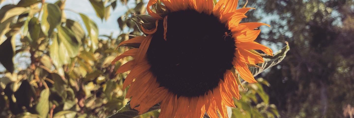 brownbeear's profile banner image