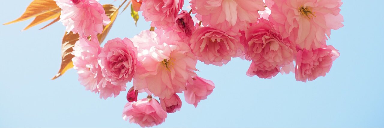 EnchantedDaisy's profile banner image