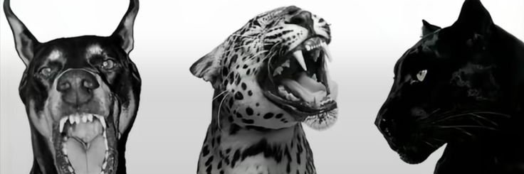 DaliasShehaa's profile banner image