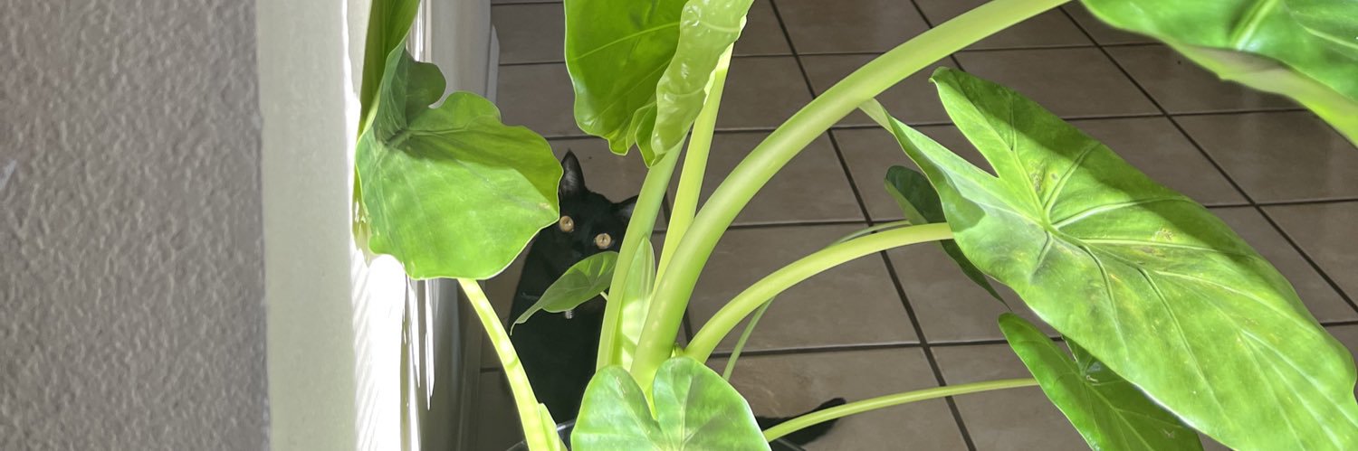 teeteeboof's profile banner image