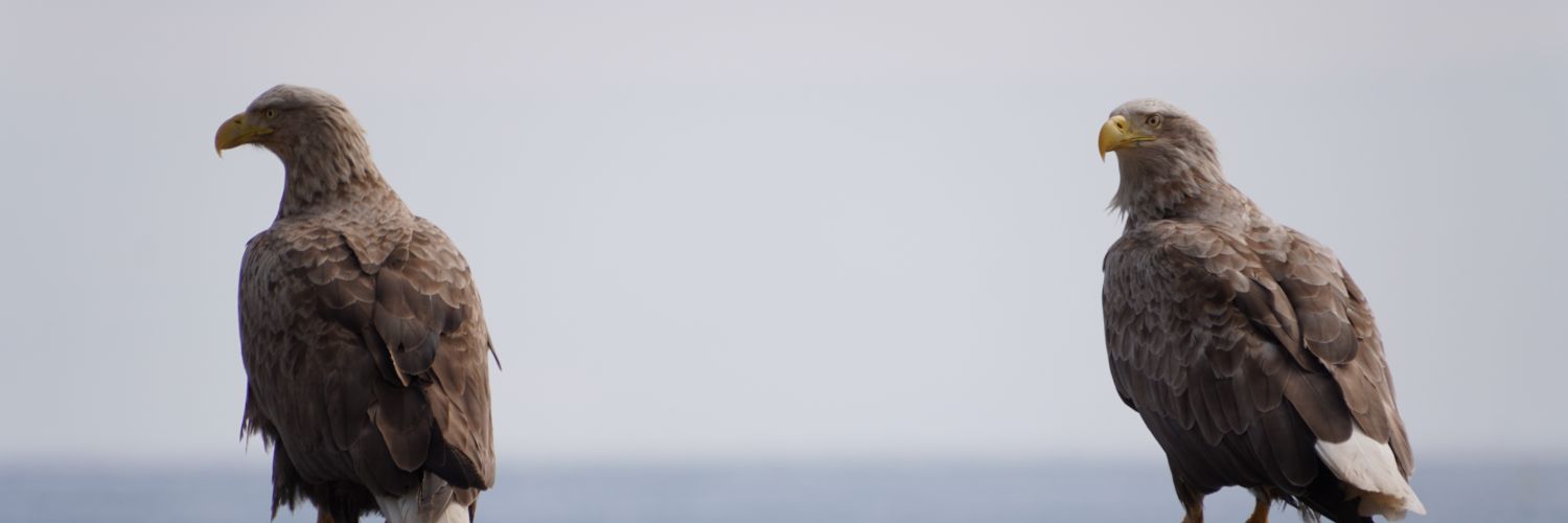 RC46_T32's profile banner image