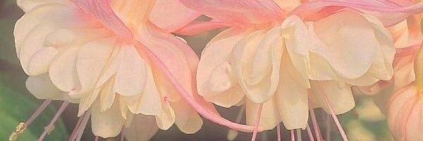 Ramyx_'s profile banner image
