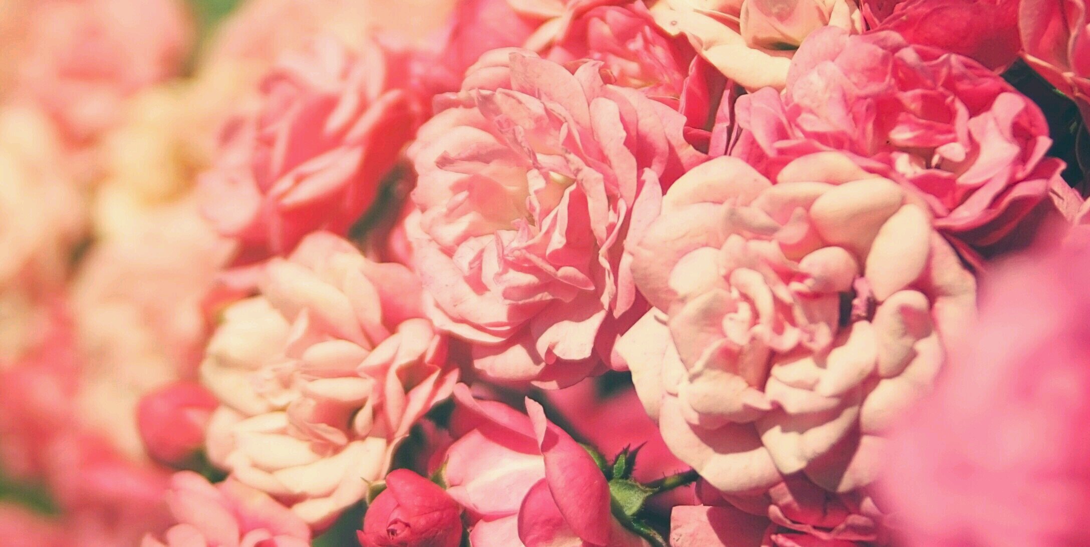 Mikaila_Shear's profile banner image