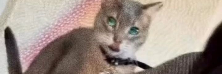 Ai : 🌙 Light banner