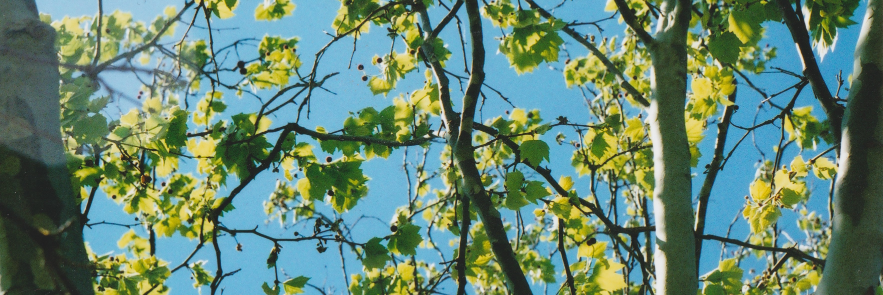 Marino Jurić banner