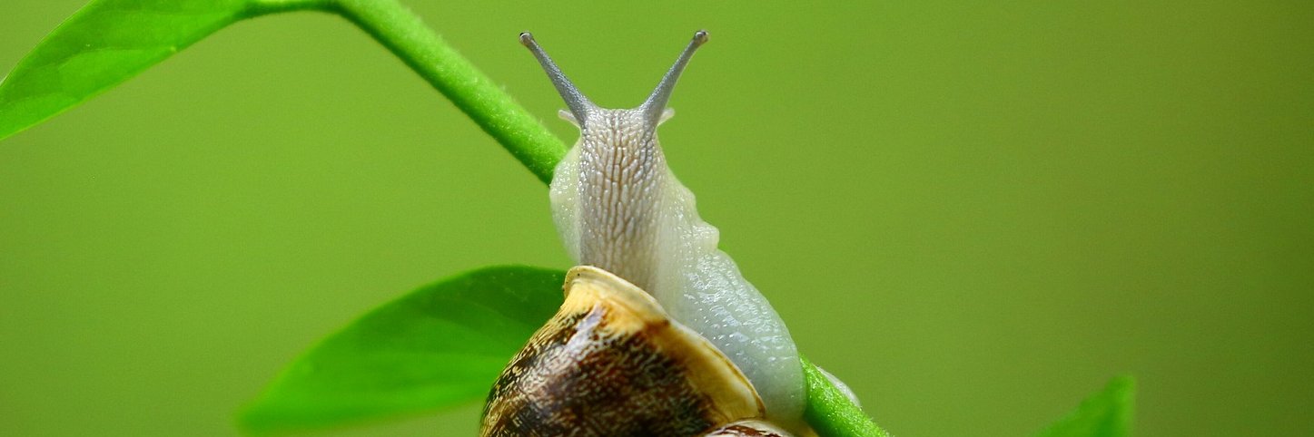 SoulSnailCare's profile banner image