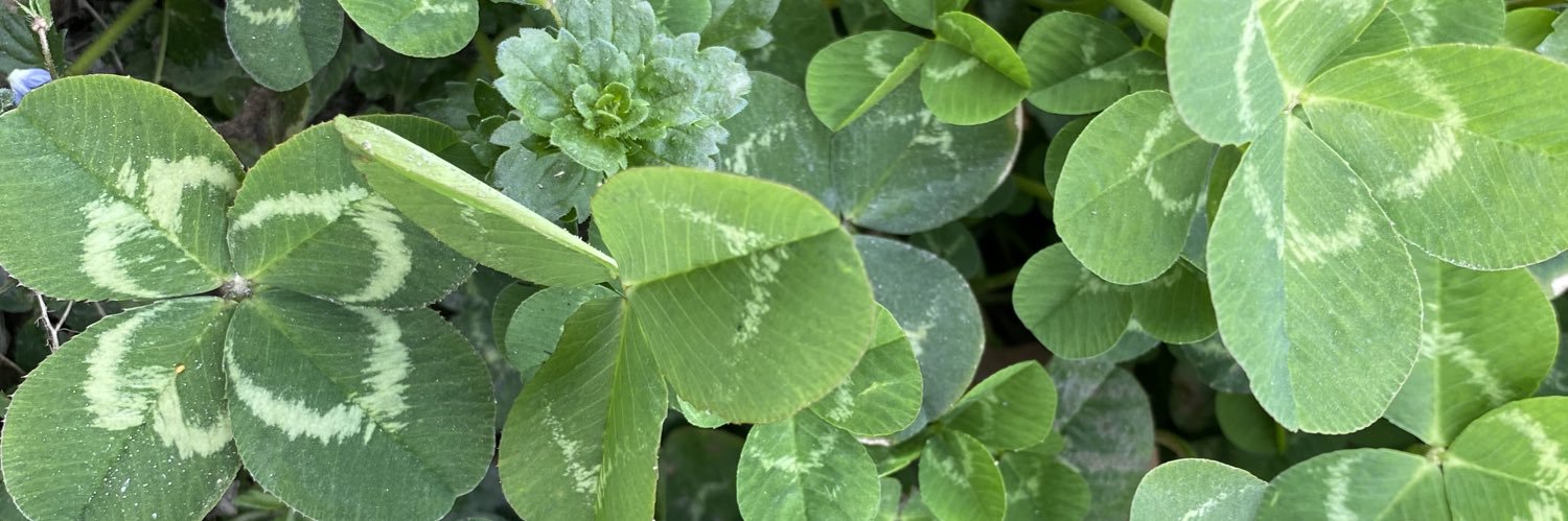 Mina❤️ Memecoin banner