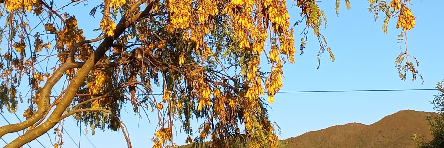NZHistorian's profile banner image