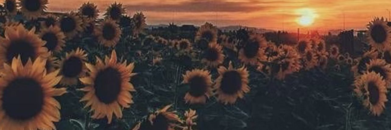 pinedump's profile banner image