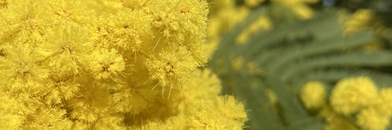sshmu's profile banner image