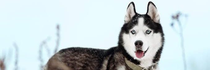 fauzan921's profile banner image