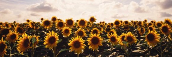 Sienna_Calles's profile banner image