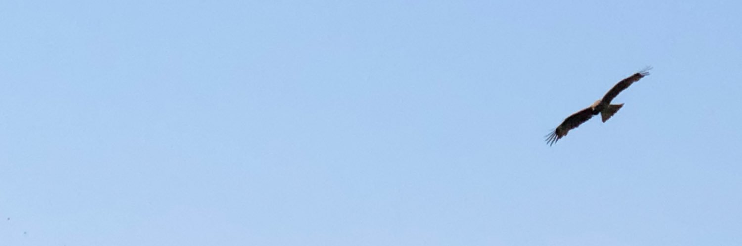 raccherry's profile banner image