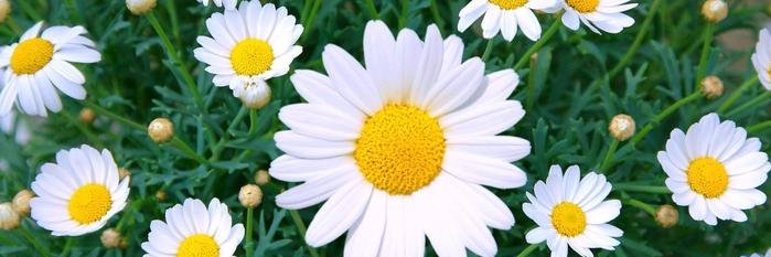 luvlotsBabes's profile banner image
