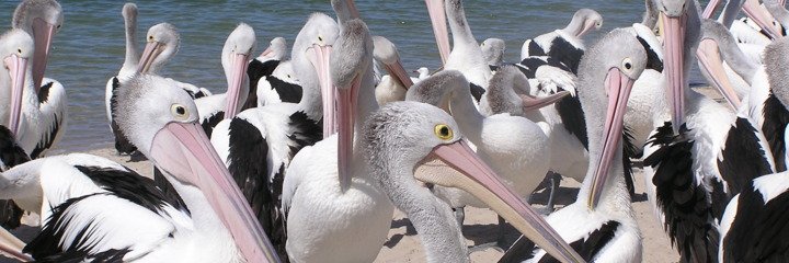 bailey banner