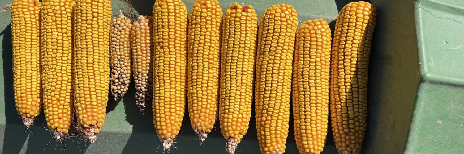 WesternKSHillbilly banner