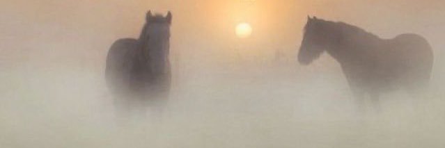 mar banner