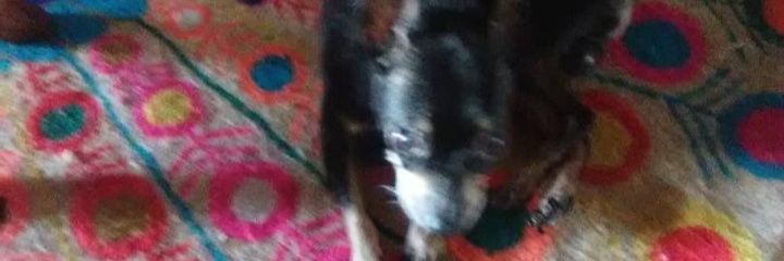 Gocha 🇮🇹🔥🇻🇪🔥 banner