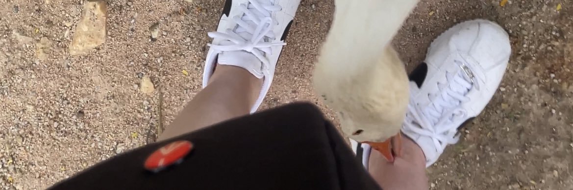 have_back_knee's profile banner image