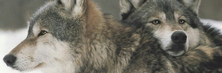 fikretcetkin's profile banner image