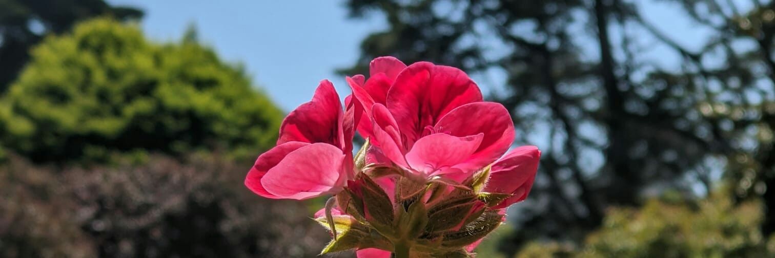 Sunitha Nair 🇮🇳 banner