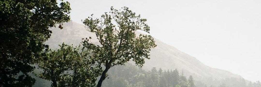 Rebecca Li banner
