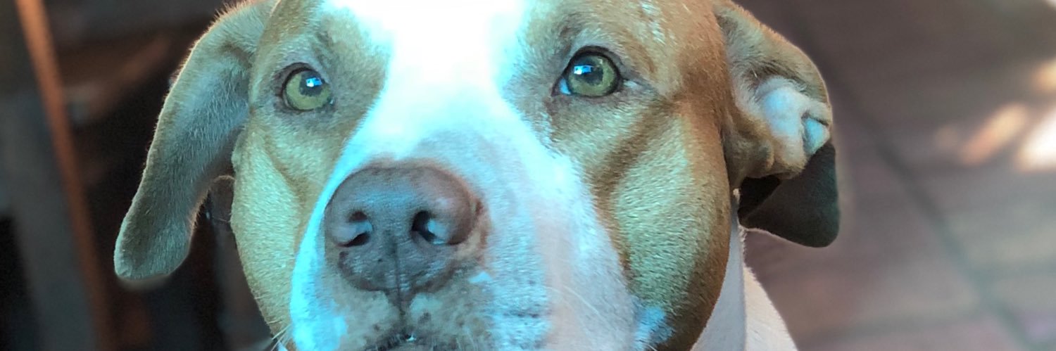 rodanielolmedo's profile banner image