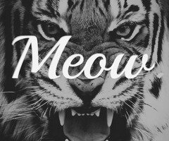 csoki0424's profile banner image