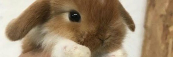 ih0306zzy Profile Banner