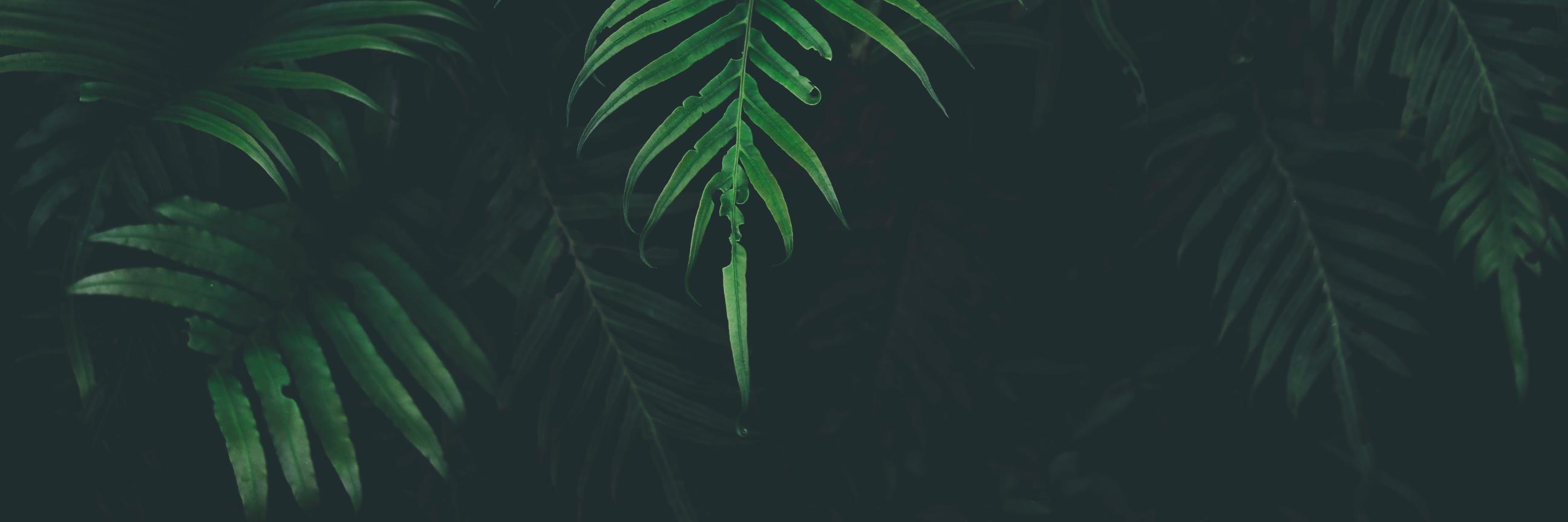 dub_cycle's profile banner image