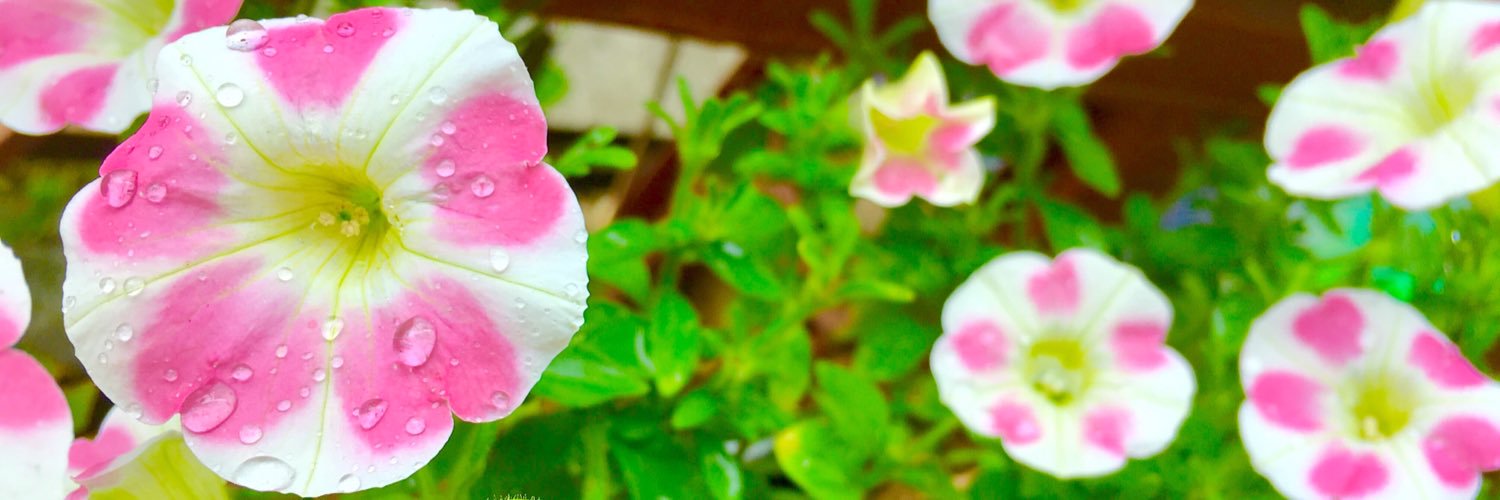 2525___TM's profile banner image