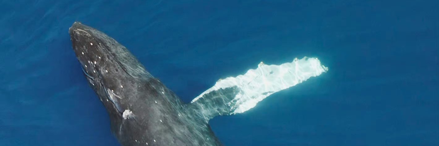 MiMike45360306's profile banner image