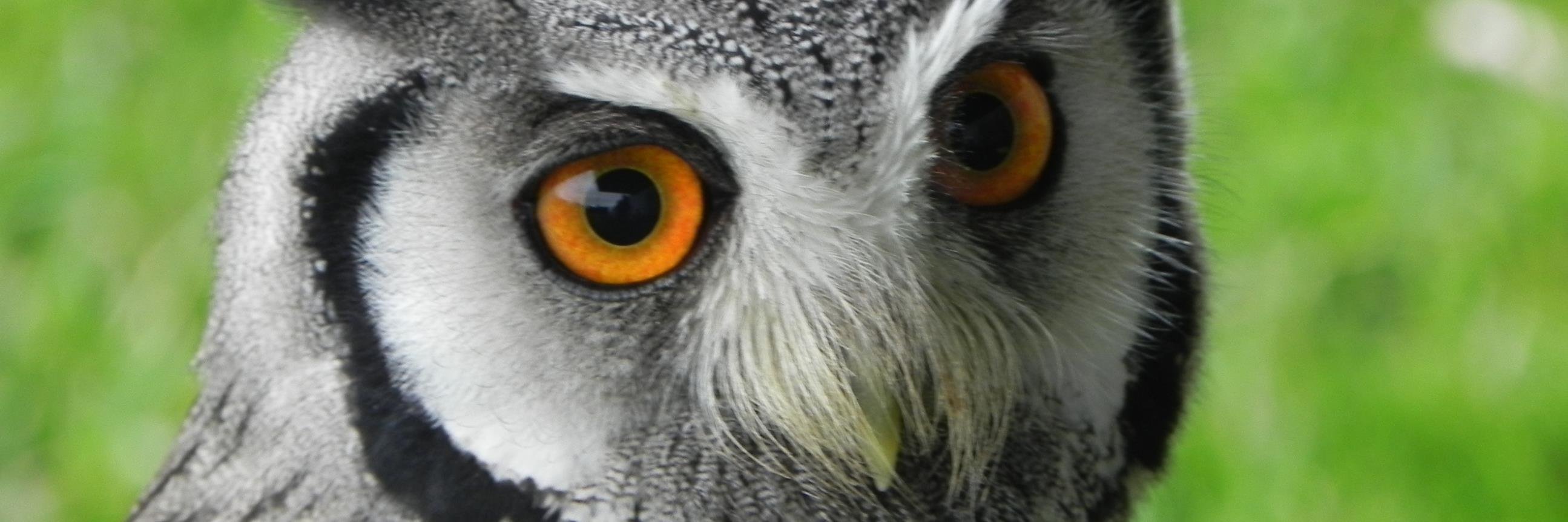 linxpaul's profile banner image