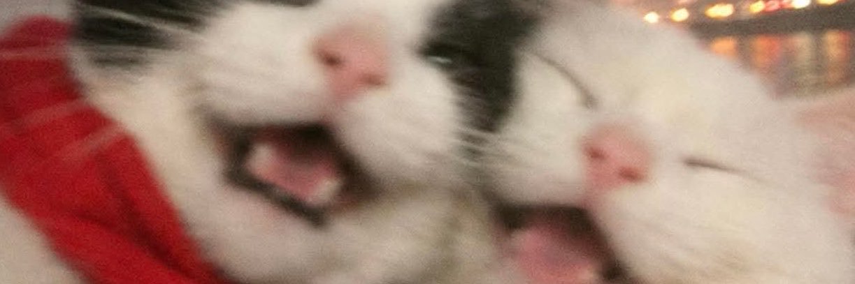 bayannkus's profile banner image
