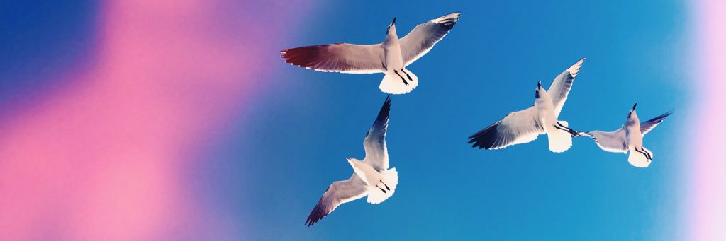 PaezPamela's profile banner image