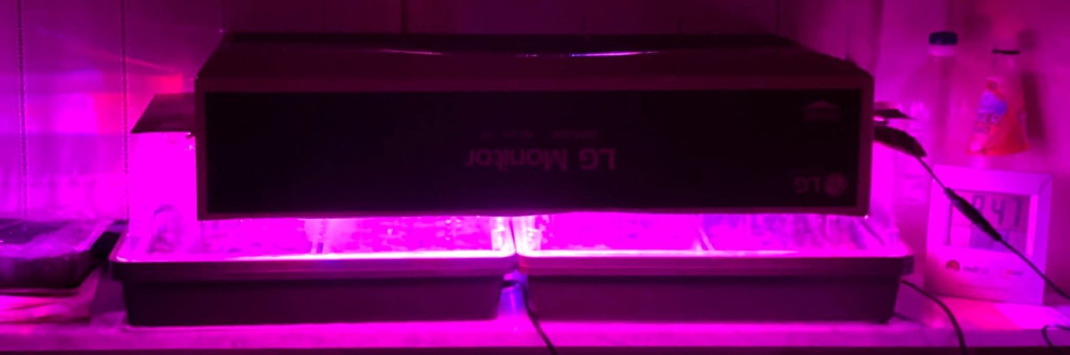 𝙼𝚊𝚗𝚕𝚒𝚘 𝙵𝚛𝚒𝚣𝚣𝚒🧽 banner