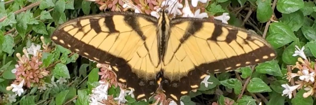 Miracle Variety banner