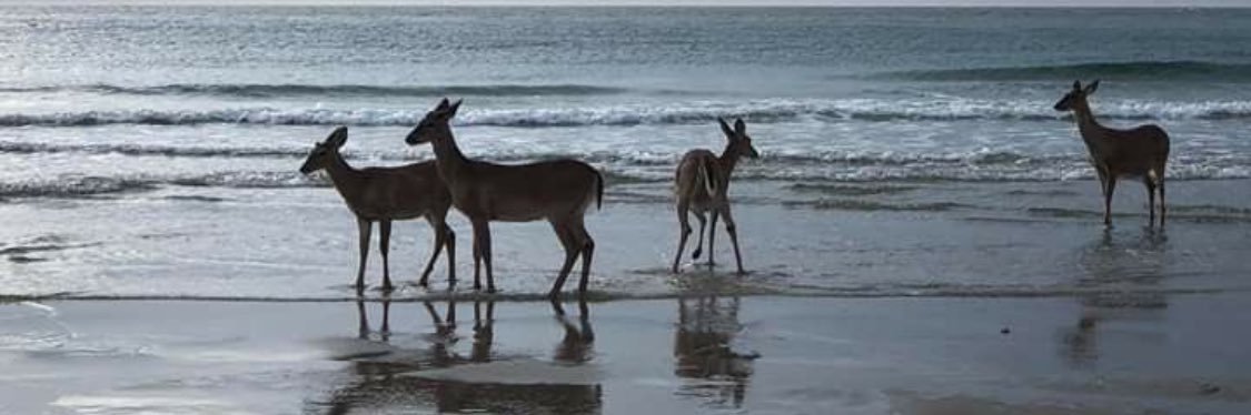 𝙴𝙱𝚃𝙴𝚂𝙰𝙼 banner