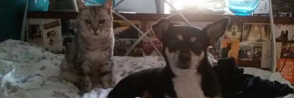 AMuffintopless Profile Banner