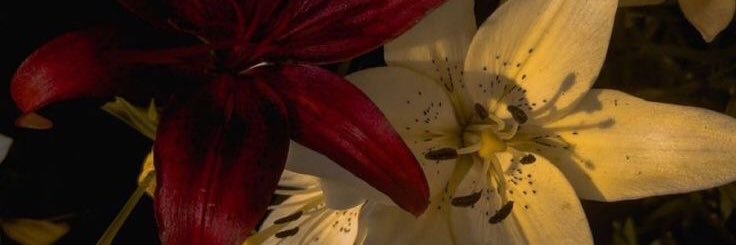 twoesh's profile banner image