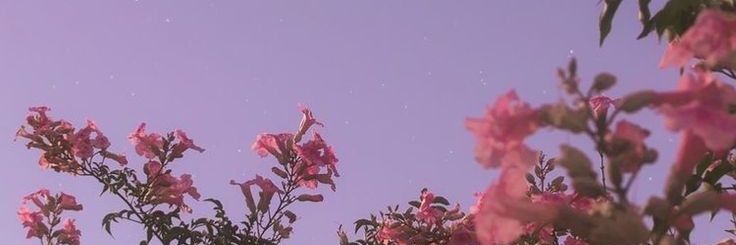 camiietche's profile banner image