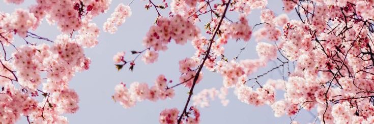schlaflosepanik's profile banner image