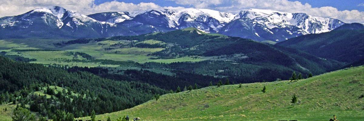 Ted the Prophet 🌲 banner