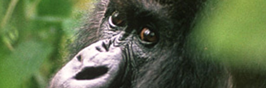 katy4apes's profile banner image