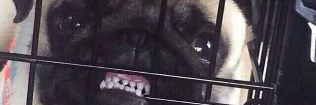 kecitos's profile banner image