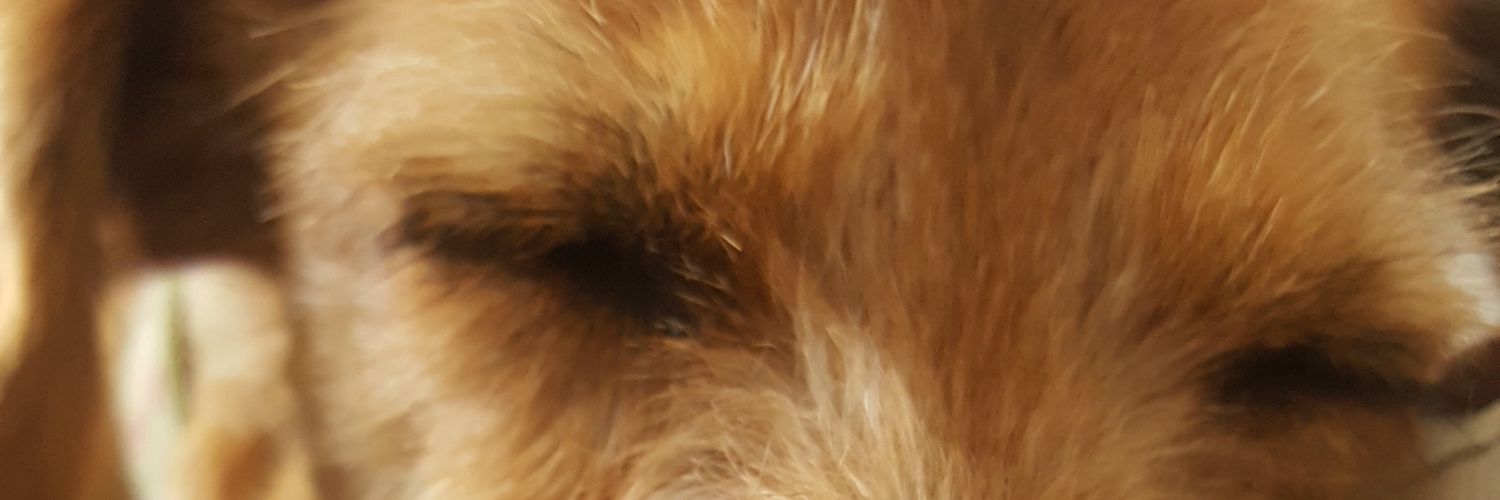 stephmespi's profile banner image