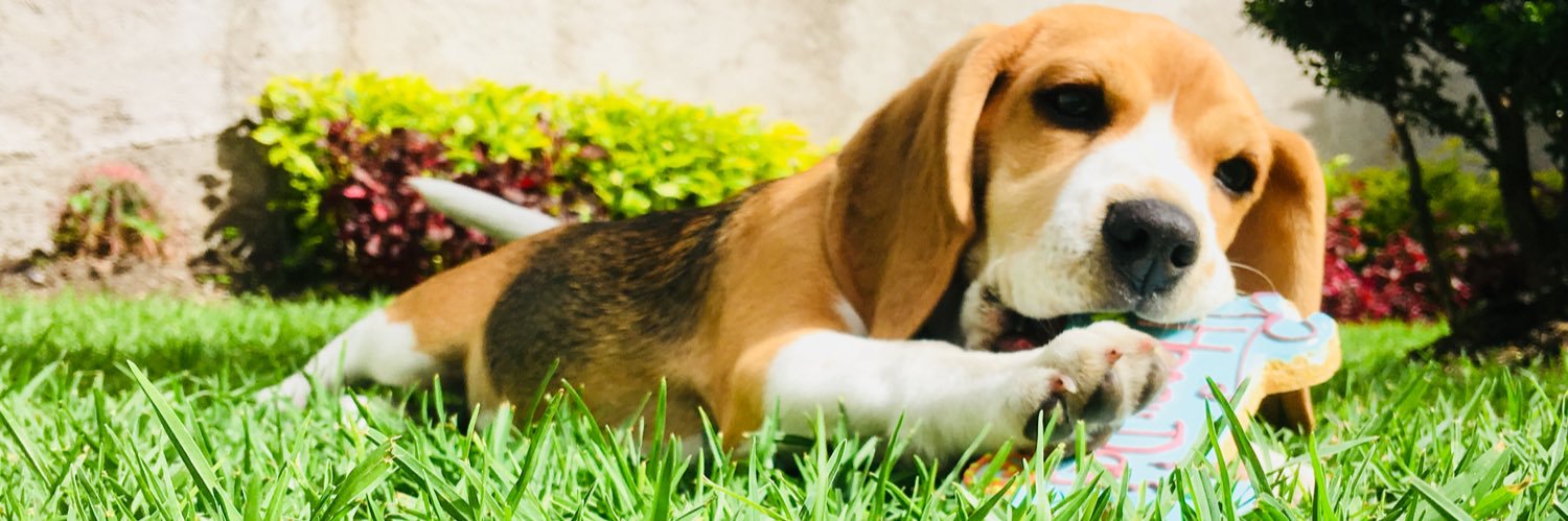 littleshitt__'s profile banner image
